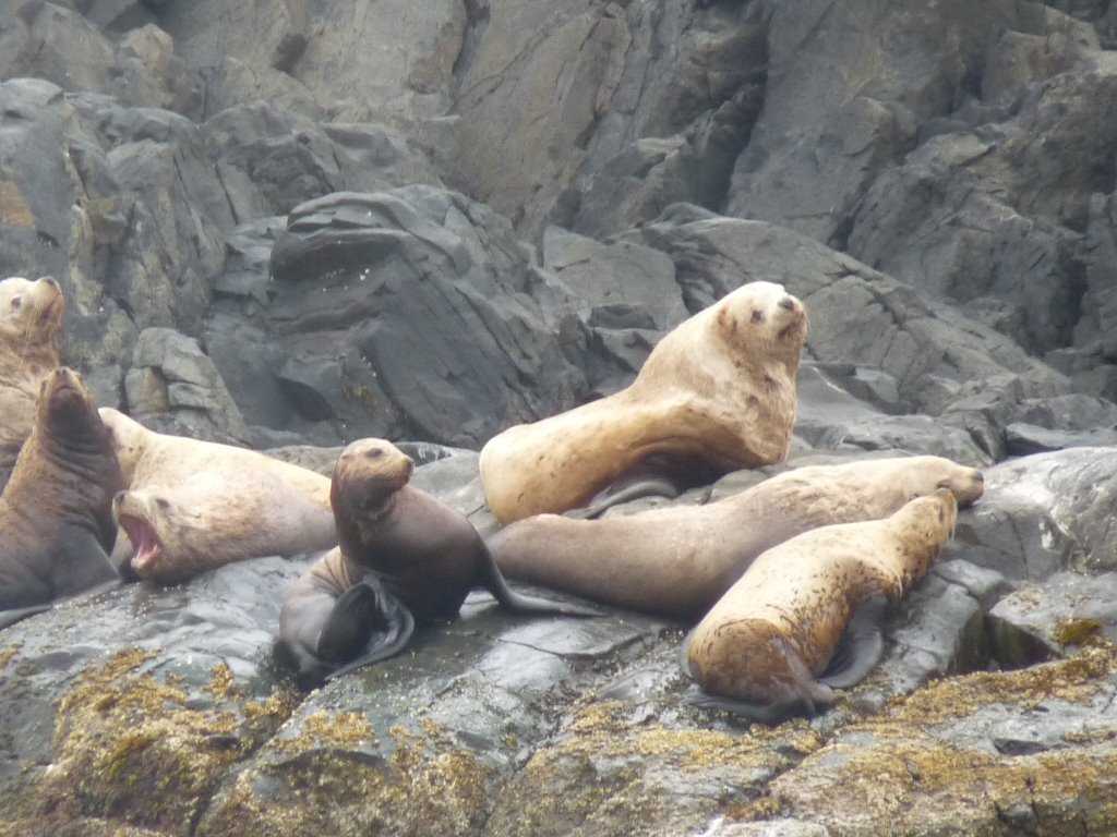 Lions de mer sur Eagle island, une rencontre très remarquable RE_09_colbrit_032_lions_mer_eagle_island.jpg