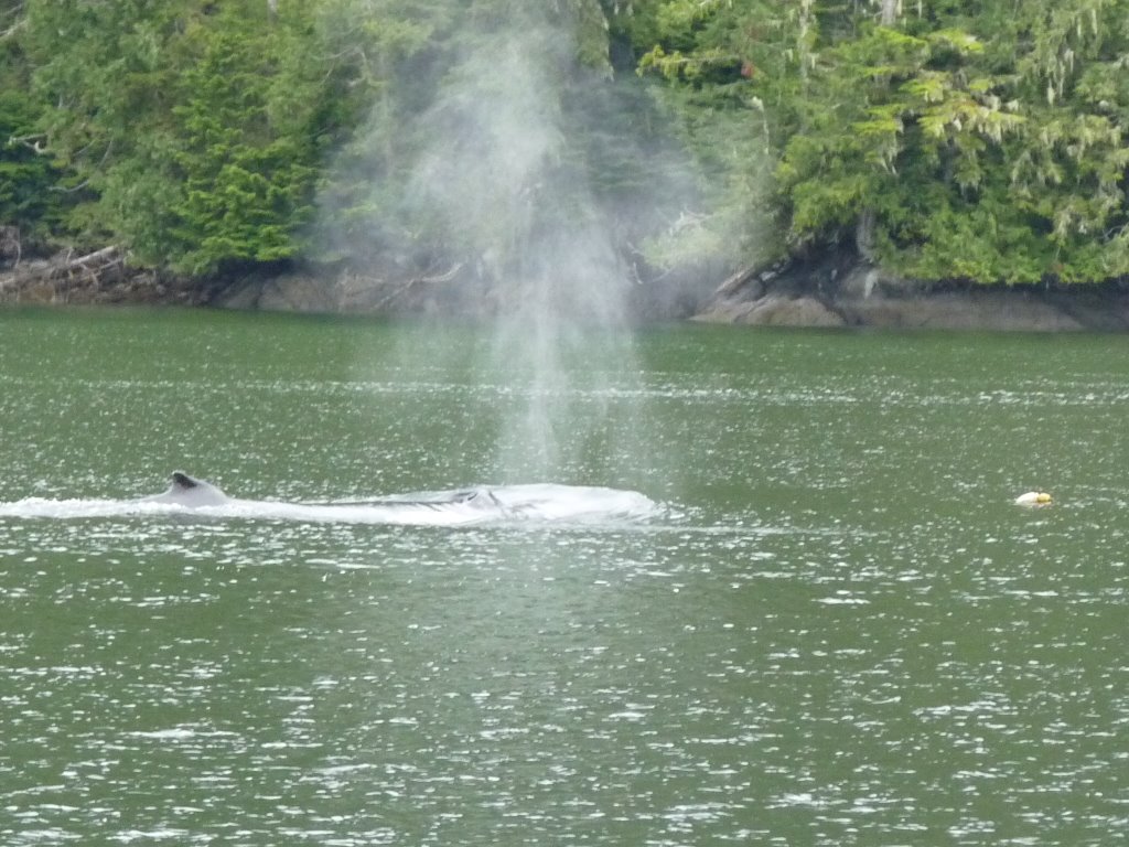 Galver island, notre rencontre avec les premières baleines et orques RE_09_colbrit_033_Safety_cove.jpg