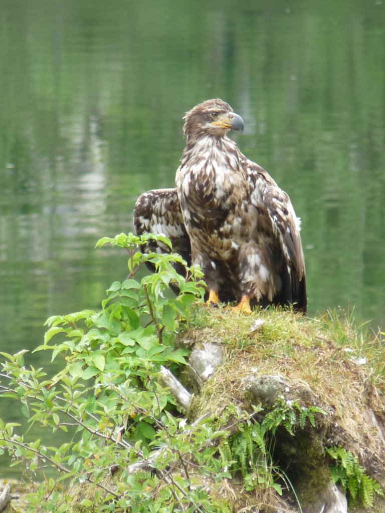 Les aigles sont très présents à Klemtu sur l'eau et dans les arbres RE_09_colbrit_040_Klemtu_aigle.jpg