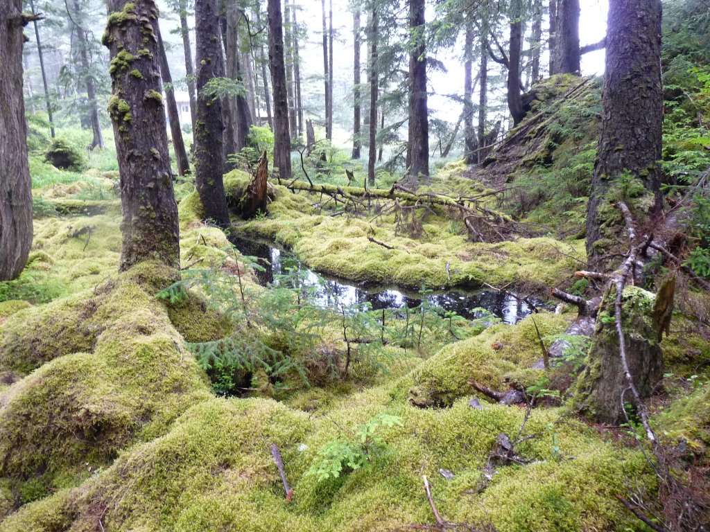 Anthony island une forêt ancestrale ou l'humidité, les lichens et la végatation sortent du commun RE_09_colbrit_050_Anthony_island_foret.JPG