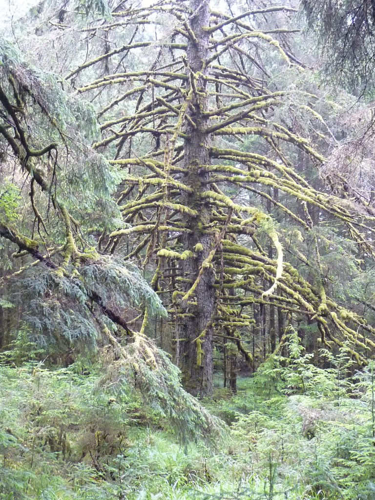 Anthony island même les arbres morts se dressent comme des fantômes RE_09_colbrit_053_Anthony_island_foret.jpg