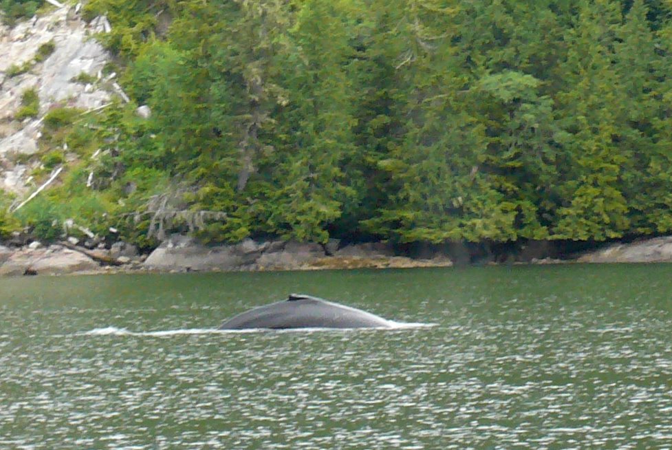 Michel en pleine activté de pêche pour le repas du soir dans la baie de Savety cove avait repéré un baleine ... RE_09_colbrit_073_savety_cove.jpg